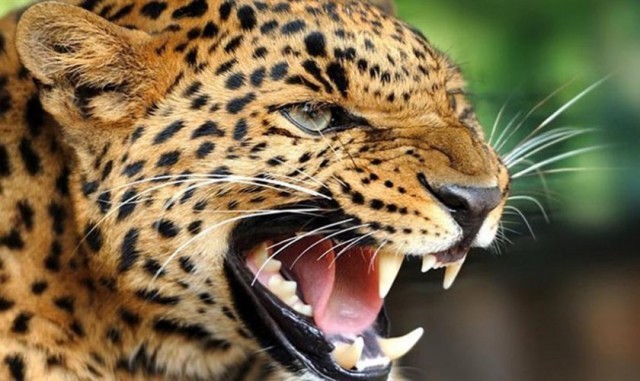 साहसी आमाः जसले चितुवाको मुखबाट छोरा खोसिन्…