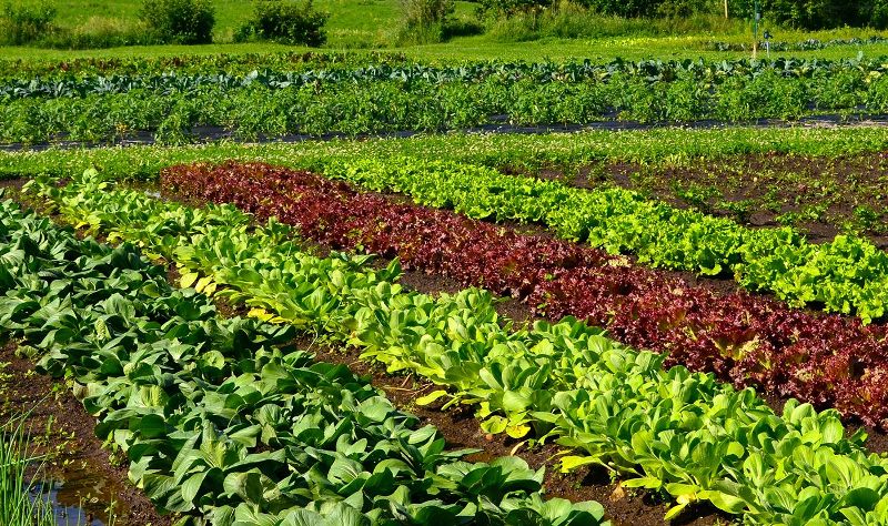 कोरोनाले फेरिदियो जिन्दगीको बाटो