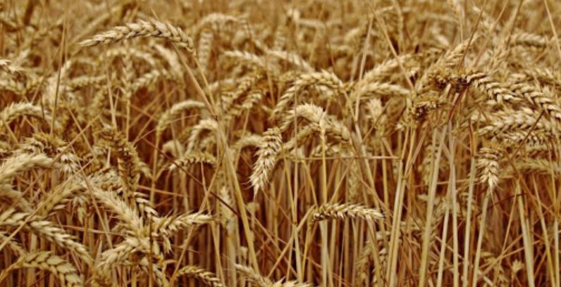 पर्सामा  १६ करोडको गहुँ उत्पादन