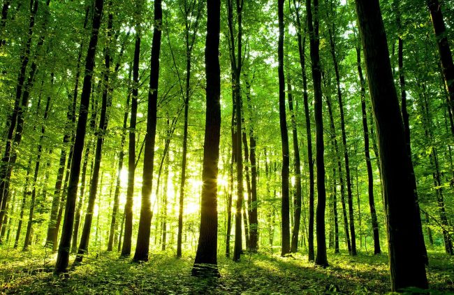 पर्यापर्यटनमा नेपालको वन क्षेत्रलाई पनि समेट्न आग्रह