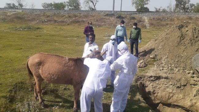 उत्तर प्रदेशमा घोडामा घातक रोग देखिएपछि सुइ लगाएर मारियो, मानिसमा फैलिने खतरा