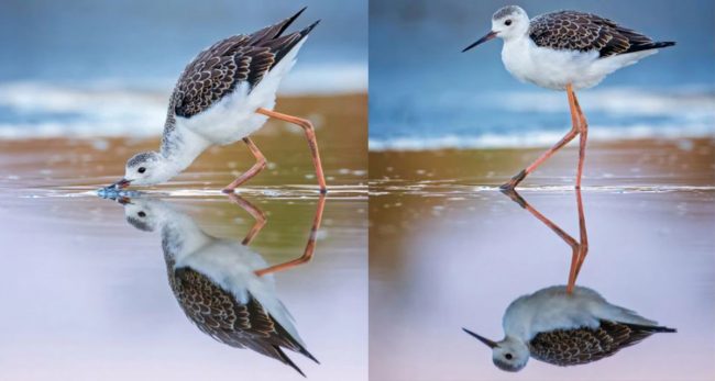 चराले खानेकुरा टिप्न खोज्दा आफ्नै छायाँलाई ठुँगेको अद्भूत दृश्य क्यामेरामा कैद