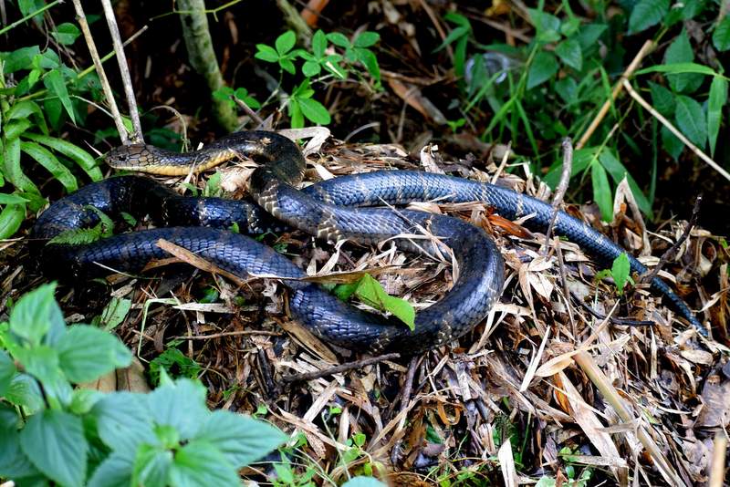 बाग्लुङमा सर्पकाे प्रजाति किङ कोब्रा भेटियो