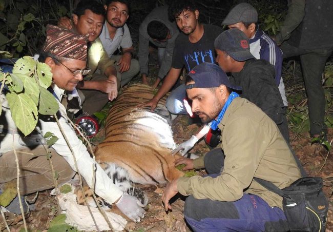 बर्दियाको नरभक्षी बाघ सदर चिडियाखानामा कैद