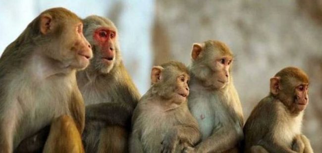 रोल्पामा बाँदर आतङ्क, स्थानीयवासी आतङ्कित