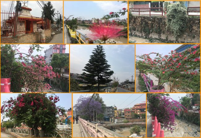 फूलैफूल बीच दुर्गन्धित खोला…