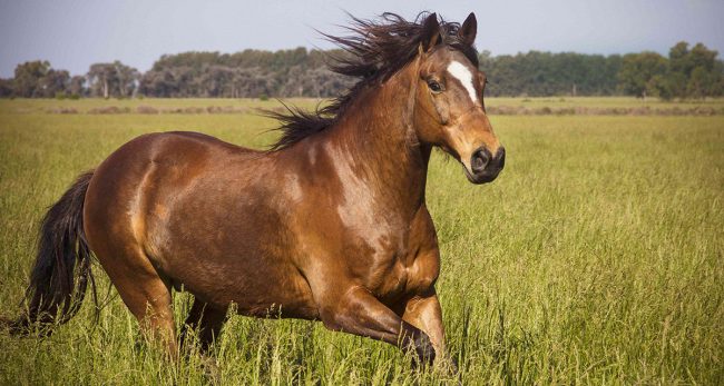 घोडालाई खुवाउने औषधि मानिसहरुले किन खाइरहेका छन् ?