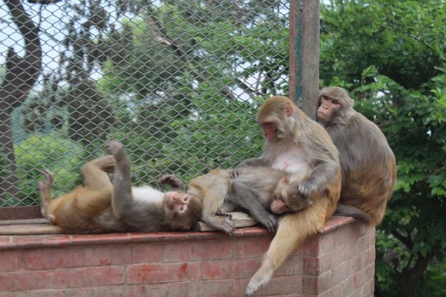 स्वयम्भू क्षेत्रका बाँदर र कुकुरलाई खानेकुराको ओइरो