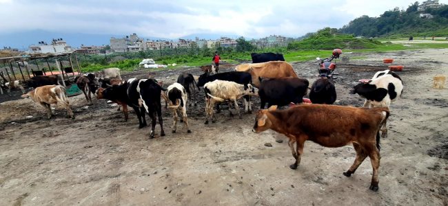 बेवारिसे ३५० गाईबाछाको उद्धार