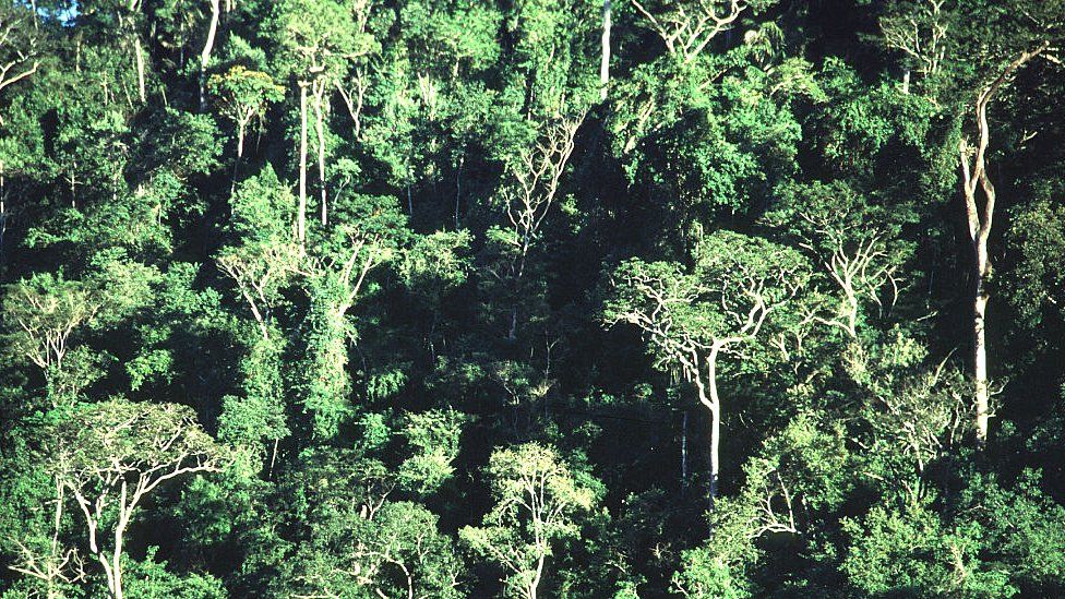 सन् २००० पछि फ्रान्सको क्षेफलजति क्षेत्रमा जंगल थपियो