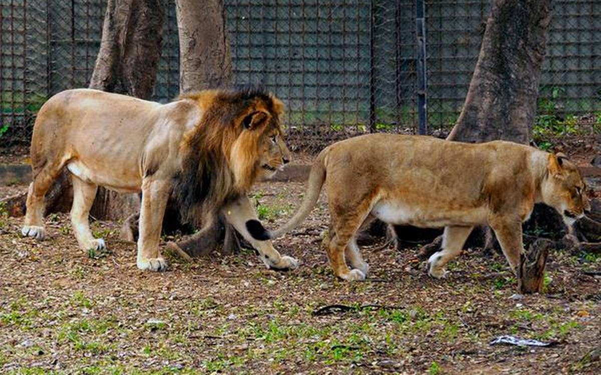 भारतको चिडियाखानाका ८ वटा सिंह कोरोना संक्रमित