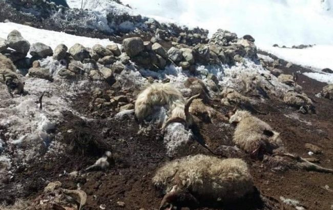 भारी हिमपात र वर्षाले रानीखर्कमा ५० वटा भेडाबाख्रा मरे