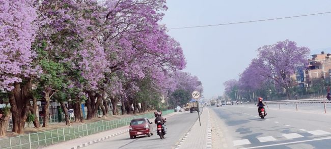 काठमाडाैंका सडकमा फुलेका ज्याकारान्डा (फाेटाेफिचर)