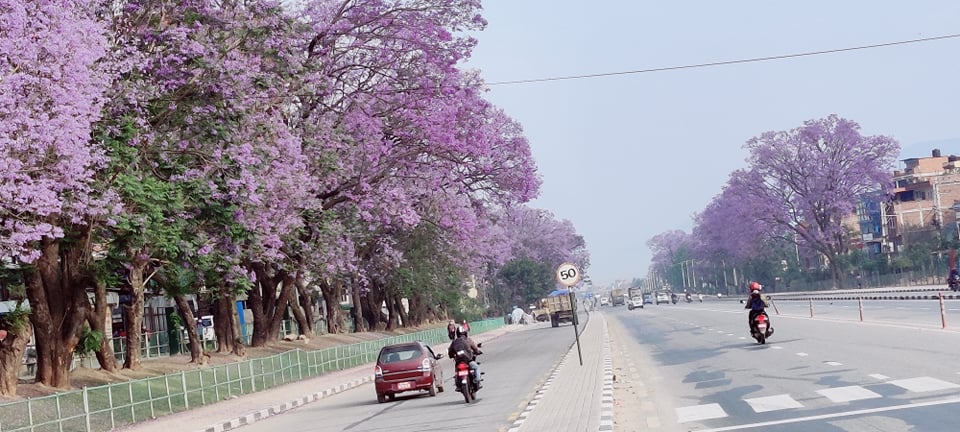 काठमाडाैंका सडकमा फुलेका ज्याकारान्डा (फाेटाेफिचर)