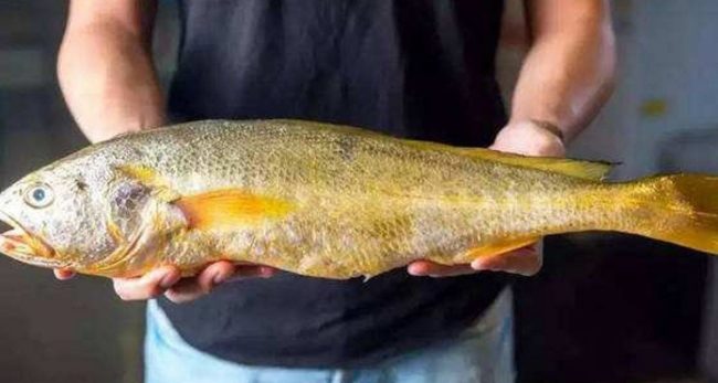 ४८ किलोको माछा ७२ लाख रुपैयाँमा बिक्री !