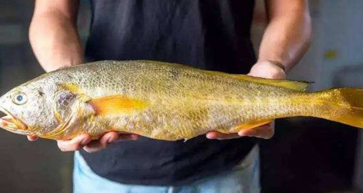 ४८ किलोको माछा ७२ लाख रुपैयाँमा बिक्री !