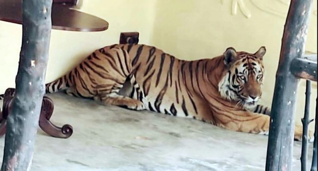 मान्छे बस्ने रिसोर्टमा २ दिनदेखि बाघको कब्जा, रिसोर्टभित्रै सिकार गरेर त्यही खाँदै बसिरहेछ