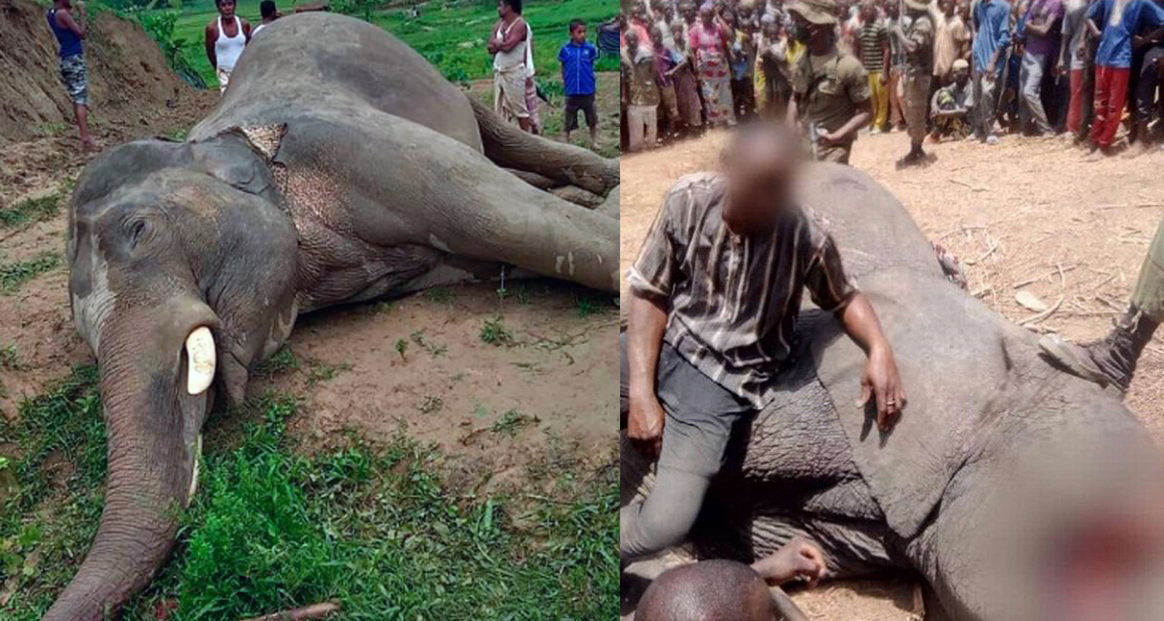 नोक्सान गरिदिने हात्तीसँग गाउँले यति रिसाए, गाउँले मिलेर मारे अनि सिंगै हात्ती बाँडेर खाए