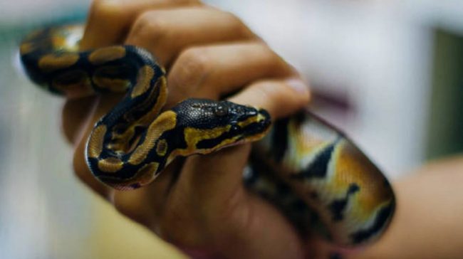 ‘यसले कोरोना भगाउँछ’ भन्दै सर्प चपाउने व्यक्ति पक्राउ