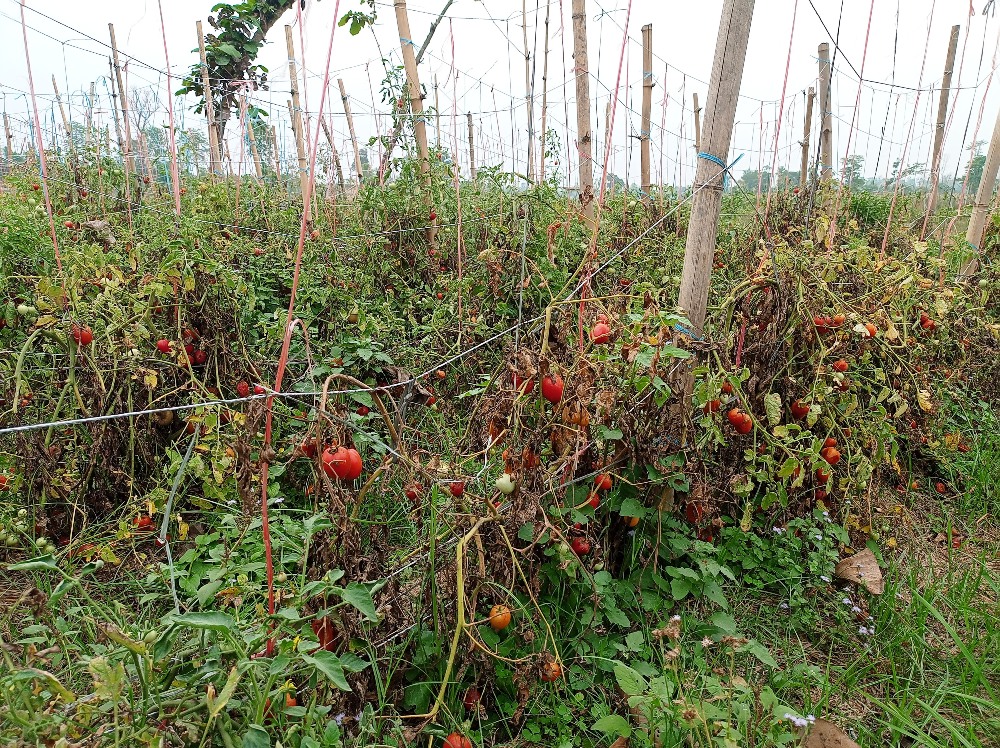 ‘तरकारी बारीमै सड्दा रुन मन लाग्छ’