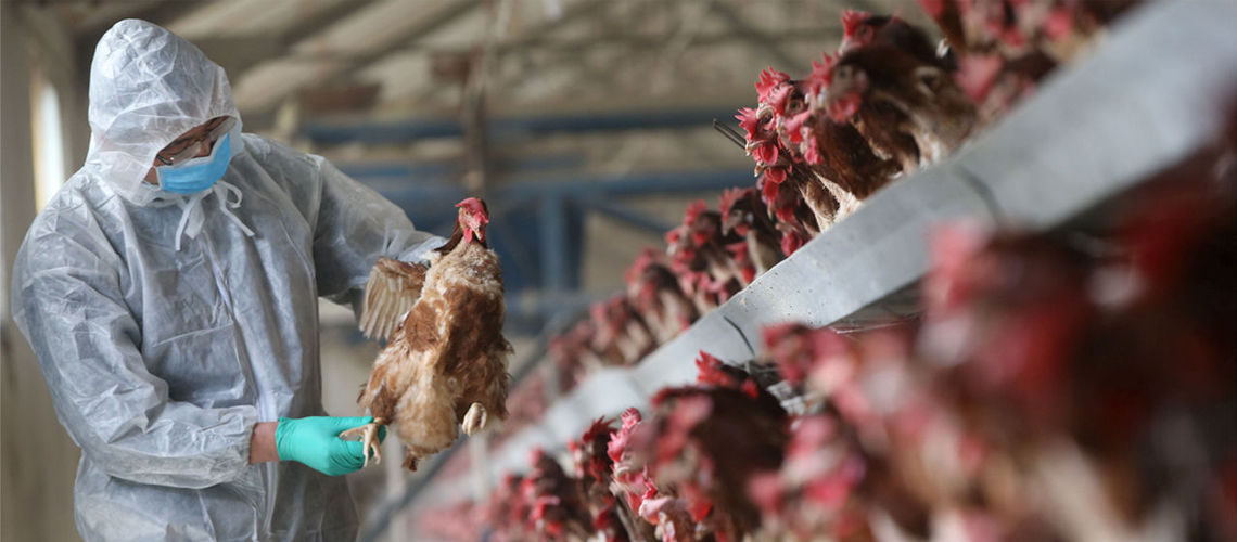 भक्तपुरमा बर्डफ्लू भेटियो