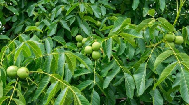 हुम्लामा व्यवसायिक खेतीका लागि १८ हजार ओखरका बिरुवा ल्याइँदै