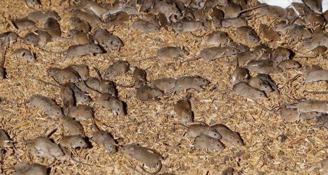 अस्ट्रेलियामा मुसा महामारी घोषित, भारतसँग माग्यो ५ हजार लिटर विष