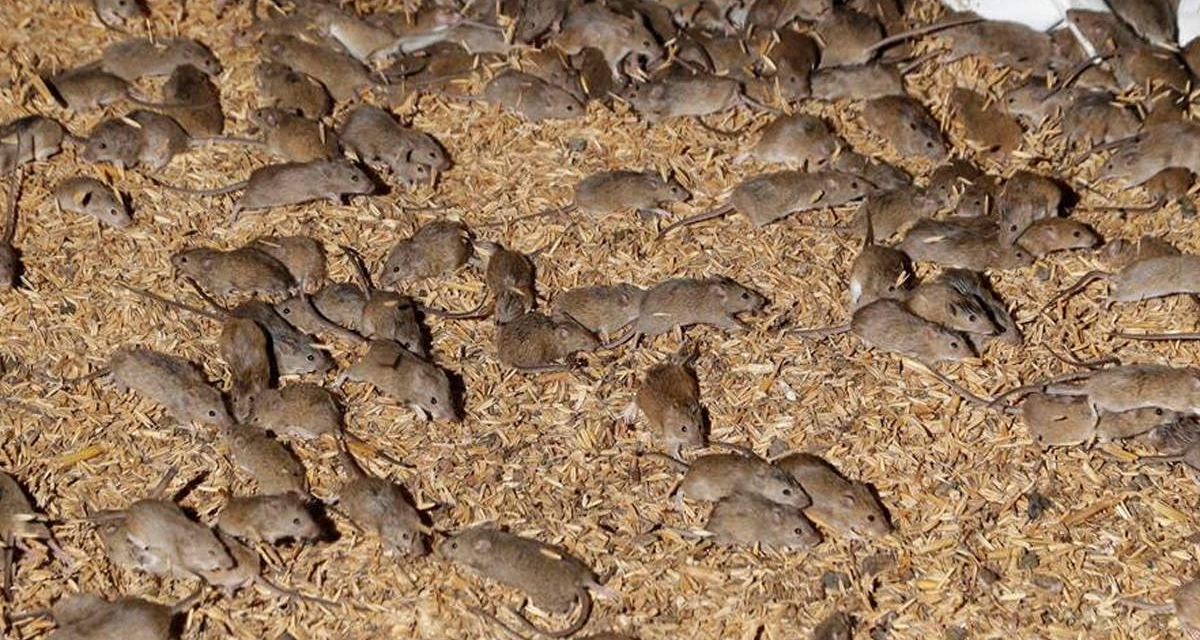 अस्ट्रेलियामा मुसा महामारी घोषित, भारतसँग माग्यो ५ हजार लिटर विष