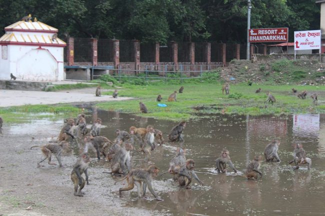 सिफल चौरमा जमेको पानीमा पशुपतिनाथका बाँदरको मस्ती (फोटोफिचर)