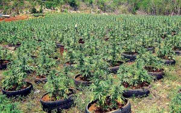 गाजा वैधानिक महाअभियान गठन