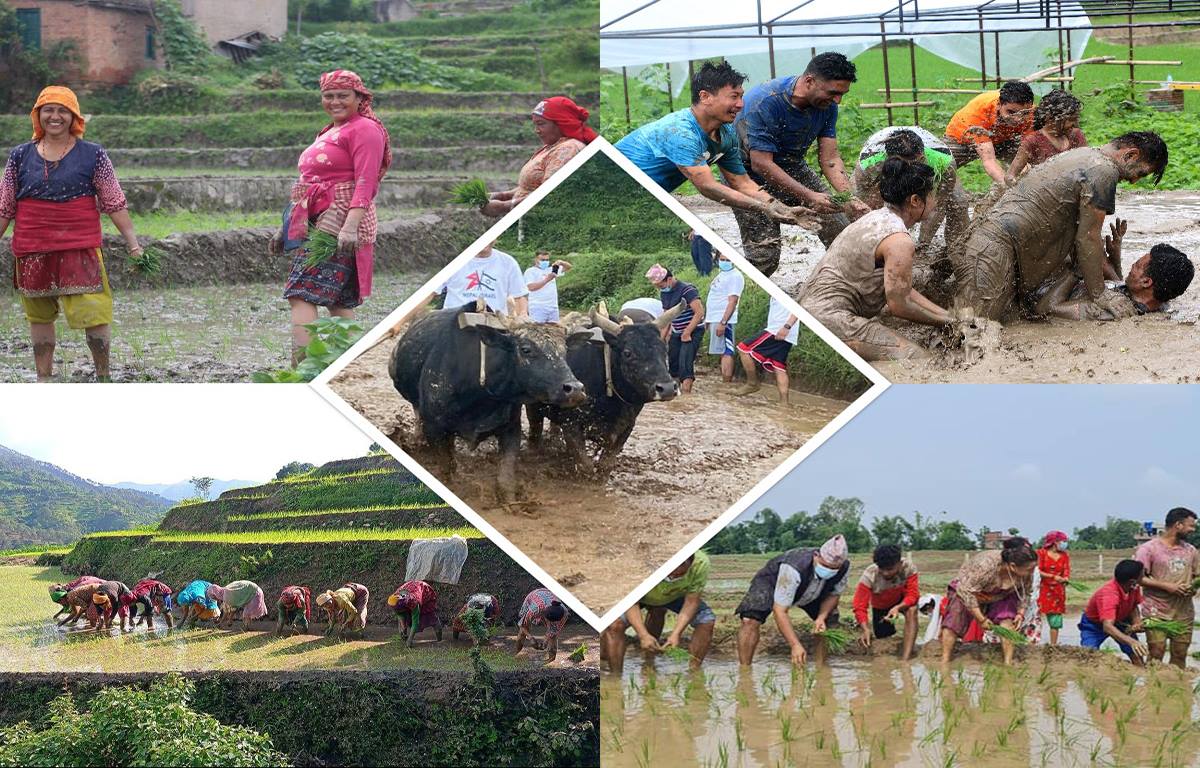 तस्बिरमा हेर्नुहोस् धान दिवसमा रोपाइँ
