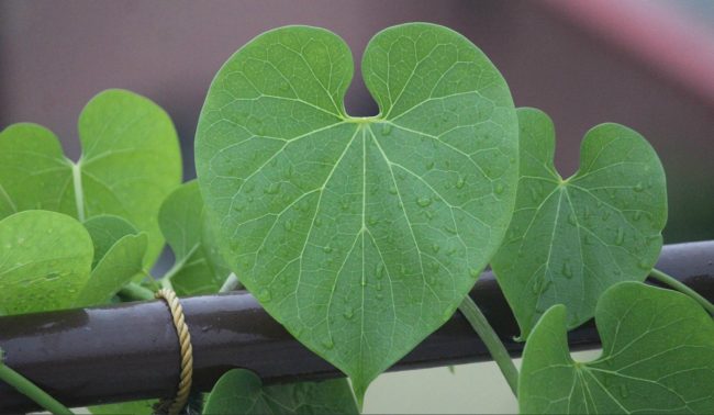 पशुपति क्षेत्रका खुला स्थानमा गुर्जो रोपण