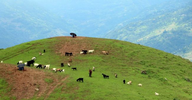 कर्णालीमा ‘गोठालो भत्ता’ कार्यक्रम लागु गरिने