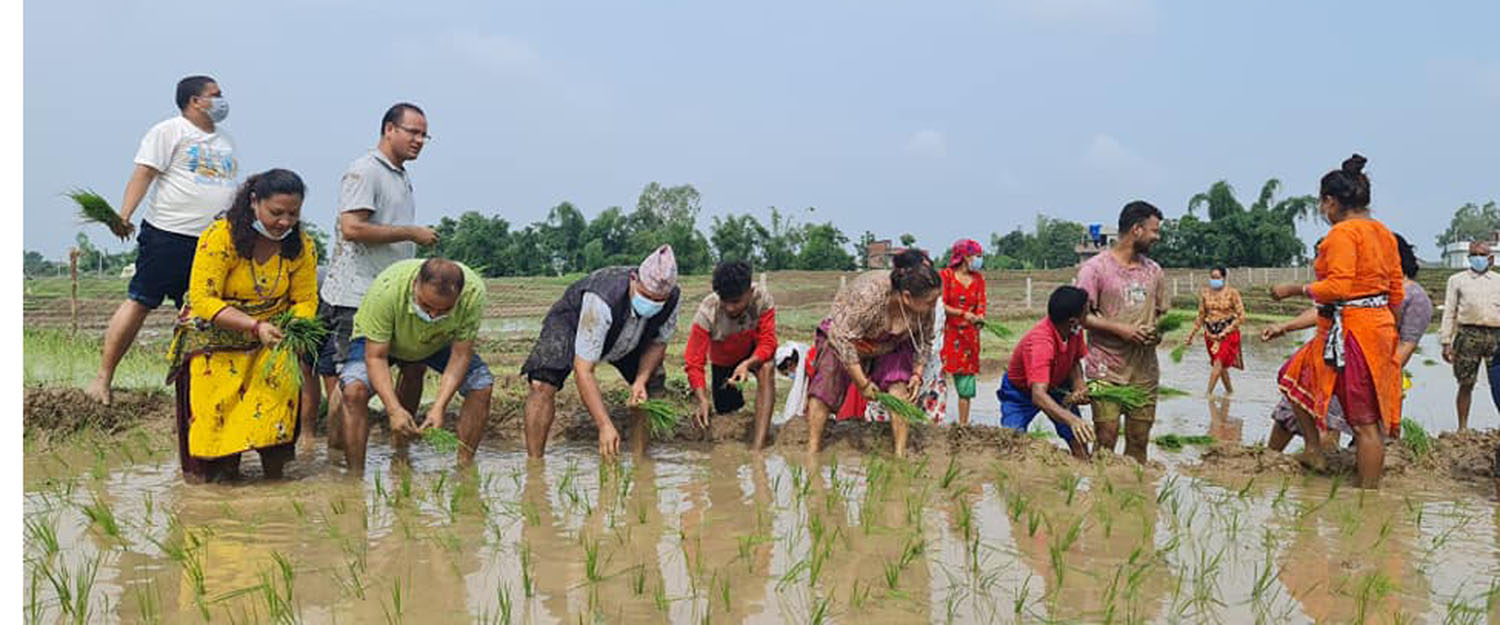 दाङमा ६० प्रतिशत रोपाइँ सम्पन्न