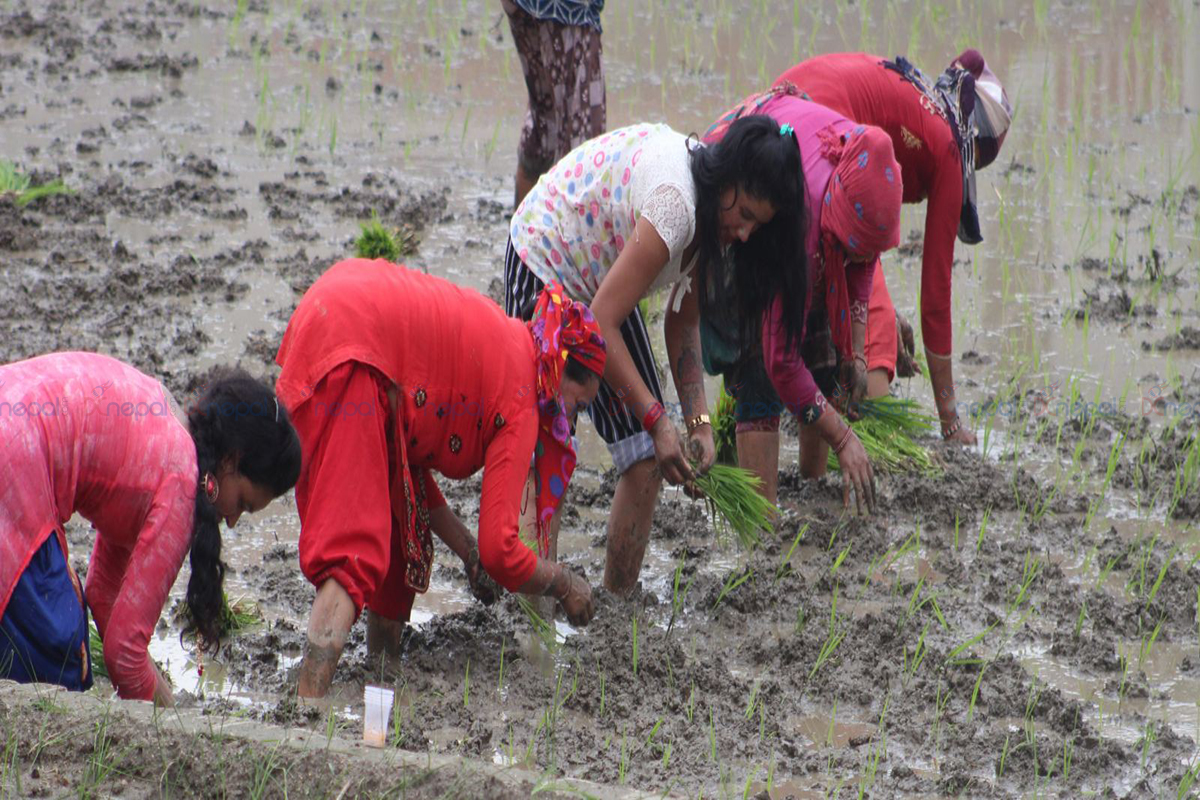असार १५ : किसानलाई रोपाइँको चटारो (फोटोफिचर)