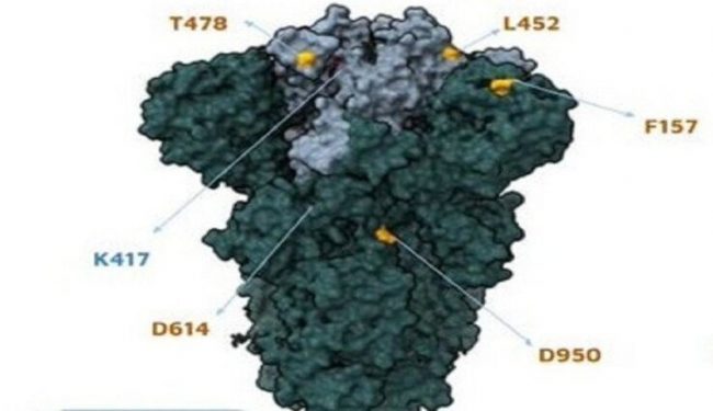भारतमा भेटियो डेल्टा म्यूटेशन, दोश्रो लहरभन्दा पनि शक्तिशाली हुने