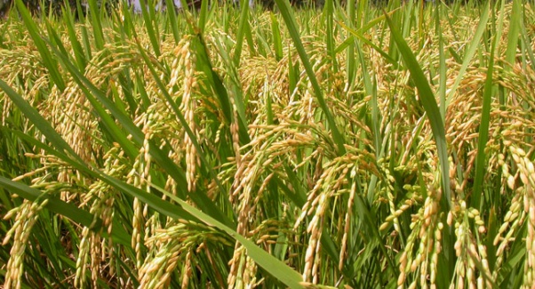 जिल्लामा चैते धानको उत्पादन बढ्ने कृषि ज्ञान केन्द्र नवलपरासीकाे विश्वास