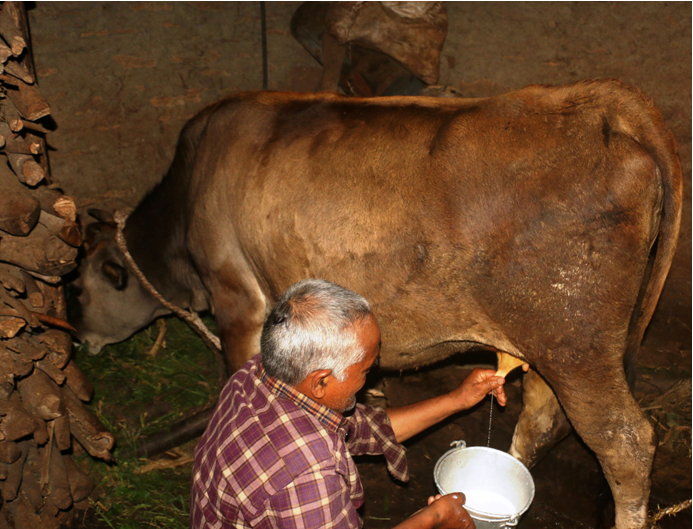 गाईले नब्याउँदै दूध दिन थालेपछि…