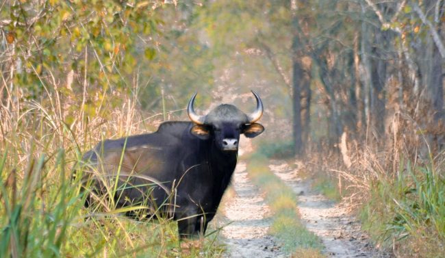 जङ्गली हात्तीका कारण गौरीगाई गणना स्थगित
