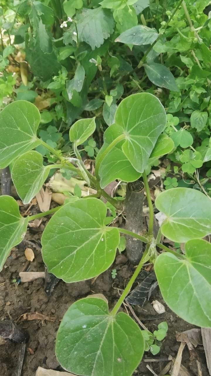 तीनकुने क्षेत्रको वाग्मती किनारमा ५०० गुर्जोको बिरुवा रोपियो