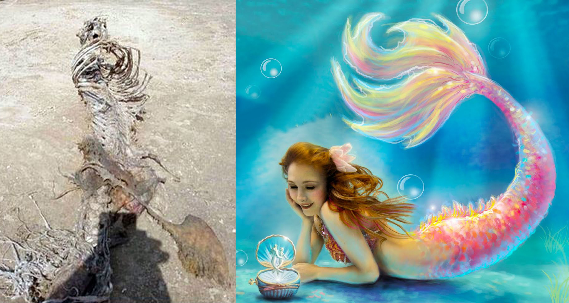 के साँच्चै जलपरी हुन्छन् ? समुद्र किनारमा ‘जलपरी’को कंकाल भेटिएपछि वैज्ञानिक जगतमा तरंग