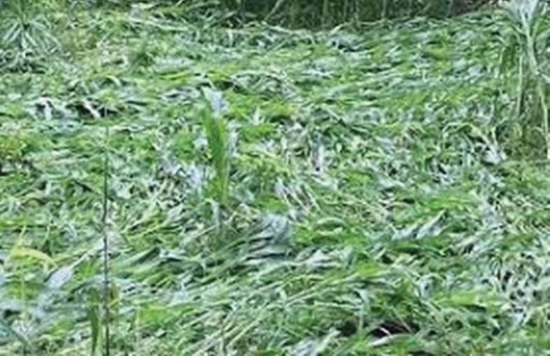 हावाहुरीका कारण मकै बालीमा क्षति