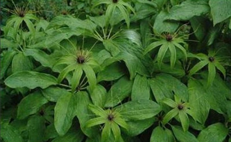 पहिलोपटक सतुवाको व्यावसायिक खेती शुरु