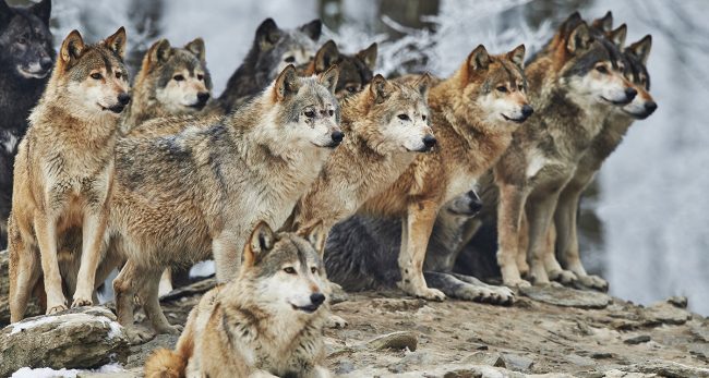 स्टेजमा कार्यक्रम भइरहँदा जनावरको आक्रमण, ३० वटा ब्वाँसाहरुले कलाकारलाई भगाए