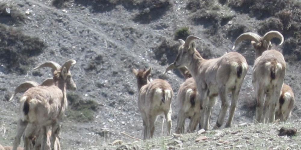 कञ्चनजङ्घा संरक्षण क्षेत्रमा नाउरको सङ्ख्या बढ्दो