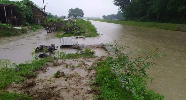 सप्तरीको चन्द्र नहर भत्कियो, तीन सय घर डुवानमा