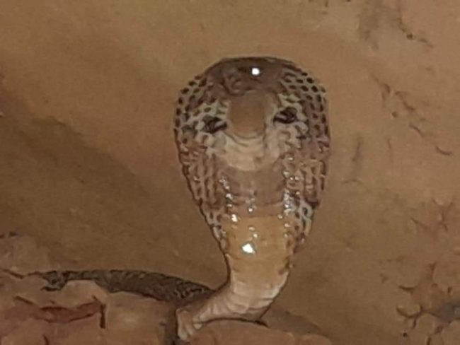 साउनको पहिलो सोमबार नाग सर्प देखा परेपछि भक्तजनको घुइँचो