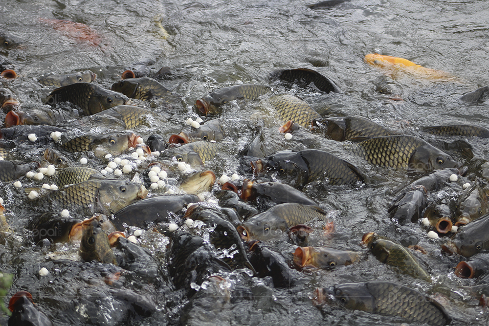काठमाडौंको टौदहको मनमोहक दृष्य (फोटोफिचर)