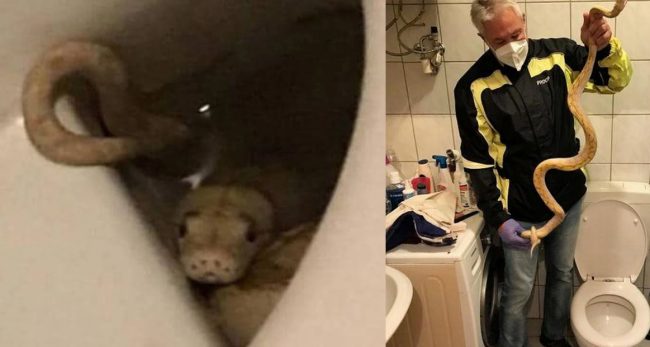 ट्वाइलेटमा बस्दा सर्पले गुप्तांगमा टोकिदियो, त्यो सर्प छिमेकीले पालेर राखेका थिए