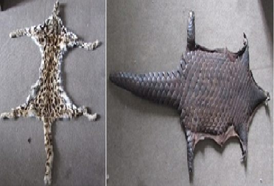 सालकको छाला सहित दुई जना पक्राउ